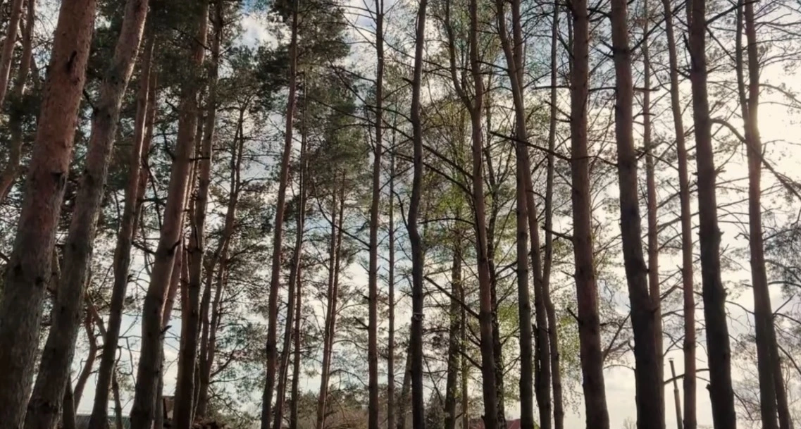 Лес